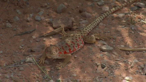 UT ANP Lizard Video stock 871857