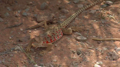 UT ANP Lizard1 Stock Footage 871625