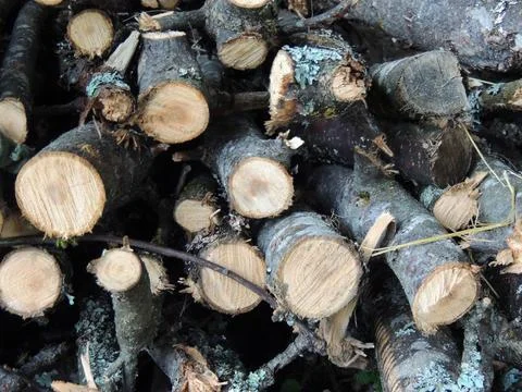 Ut down for firewood, the trunks of the young aspen trees with knots Stock Photos