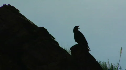UT MV Raven 1 스톡 동영상 866610
