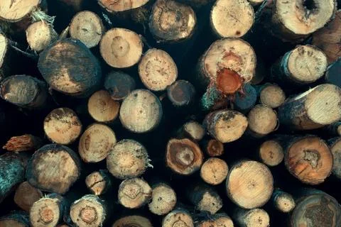 ?ut tree trunk. Stock-Fotos