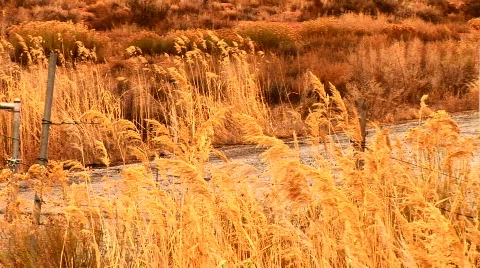 Utah Video stock 827552