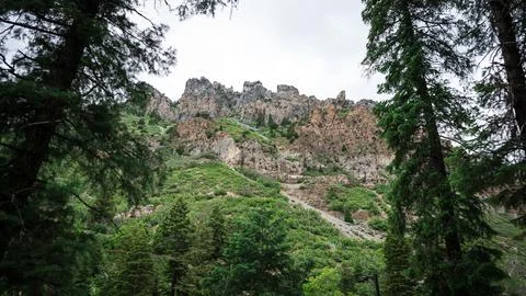 Utah Forest Foto stock