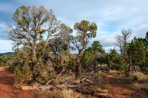 Utah Juniper Pines Stock Photos