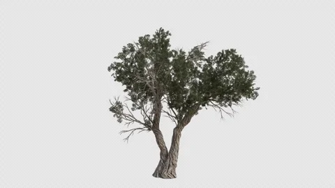 Utah Juniper Tree blowing in the wind. Alpha Channel. Loop Animation Video stock 278580952