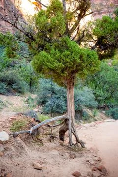A Utah Juniper tree with exposed roots at Zion National Park, Utah Stock Photos