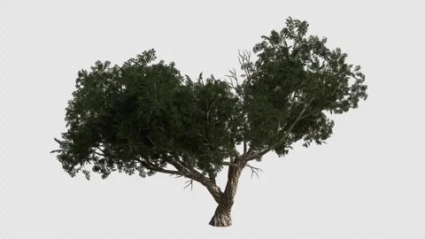 Utah Juniper Tree Swaying in Wind Loop Animation with Alpha Channel Stock Footage 346278093