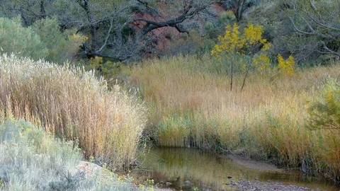 Utah Marsh Stock Footage 102799303