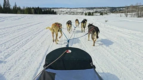 Utah mountain dog sledding from a first person view, with harnessed huskies Stock Footage 346505280