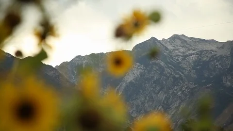 Utah Mountain-Flower Rack-Focus HD 01 Stock Footage 125048155
