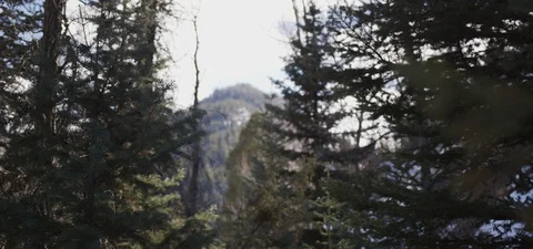Utah Pine Trees and Mountains in Winter Stock Footage 87265713
