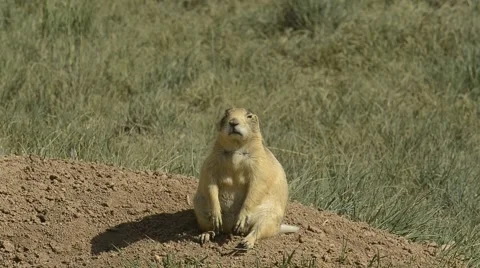 are prairie dogs territorial