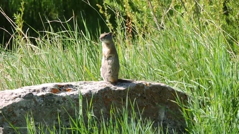 Utah Prairie Dog Stock Footage 149802710