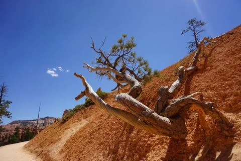 Utah Tree Foto stock