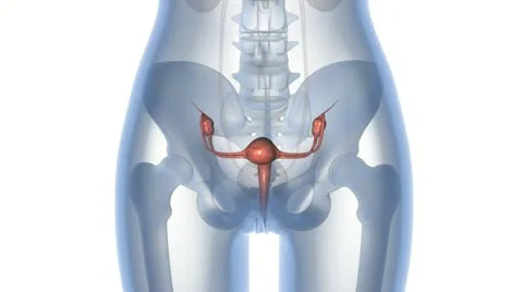 Uterus in 3D Stock Footage 20619356