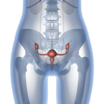 Uterus Stock Illustration