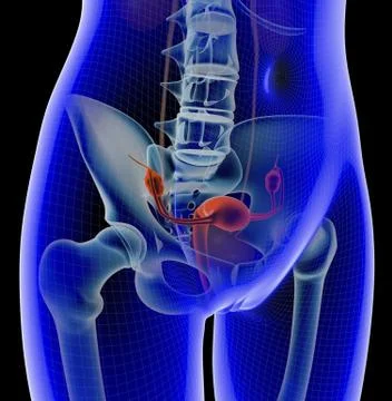 Uterus Stock Illustration