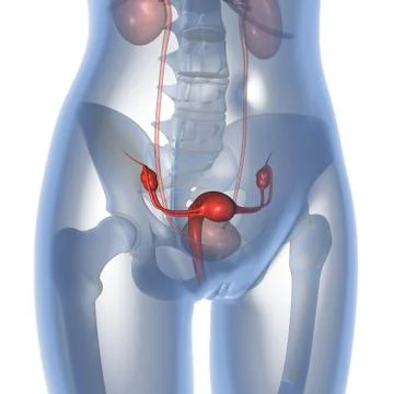 Uterus Stock Illustration