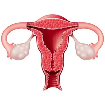 Uterus Stock Illustration