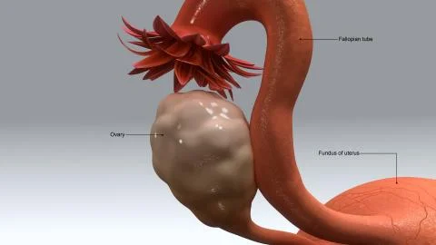 Uterus Иллюстрация
