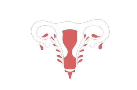 Uterus Stock Illustration