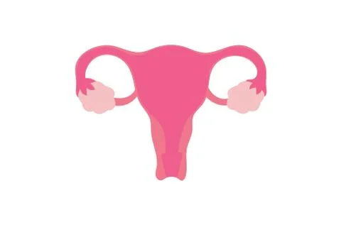 Uterus Stock Illustration