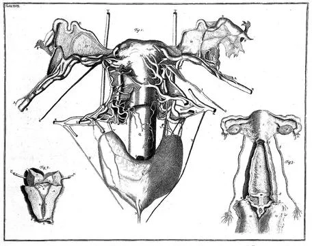 Uterus Stock Illustration