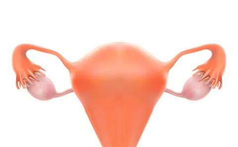 Uterus or pregnancy is a 3D image. Stock Illustration