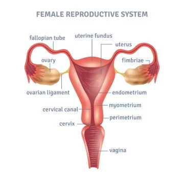 Uterus Poster Stock Illustration