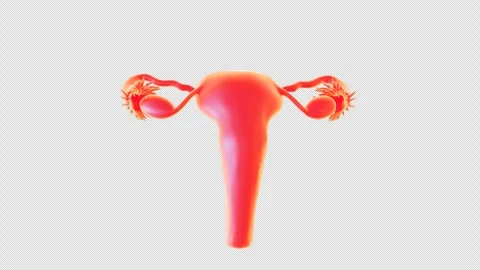 Uterus Structure Model Display Stock Footage 307022491