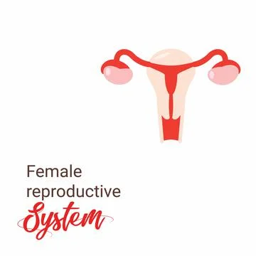 Uterus vector icon Illustration, Human anatomy. Female reproductive system, O Illustrazione stock