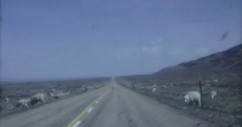 Utha Highway Sheeps 60s 16mm Stock Footage 45706331