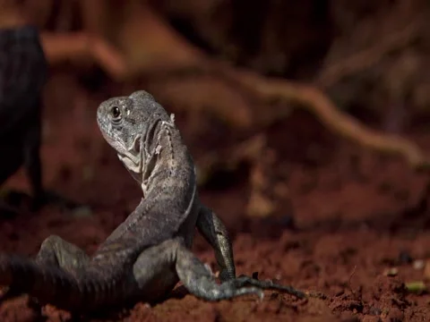 Utila Iguana 02 스톡 동영상 3475956