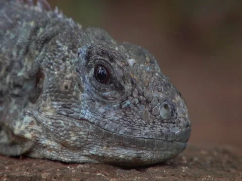 Utila Iguana 04 스톡 동영상 3475967
