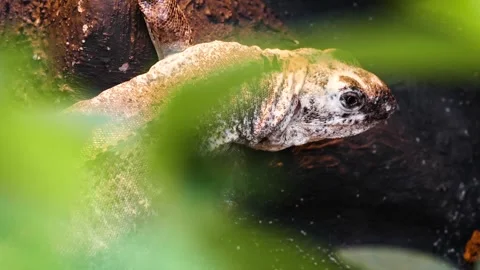Utila spiny-tailed iguana (Ctenosaura bakeri) Video stock 204990906