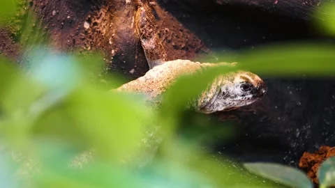 Utila spiny-tailed iguana (Ctenosaura bakeri) Stock Footage 204990922