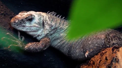 Utila spiny-tailed iguana (Ctenosaura bakeri) Video stock 283010202