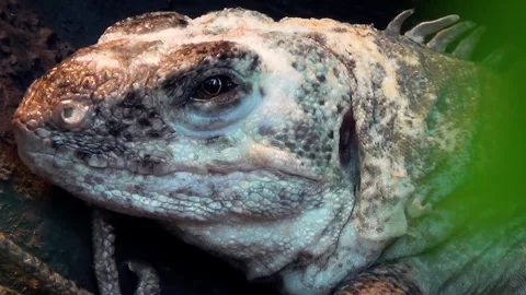 Utila spiny-tailed iguana (Ctenosaura bakeri) Stock Footage 283010216