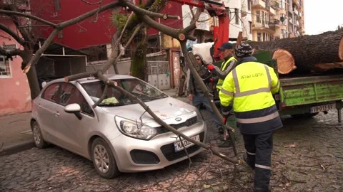 Utilities clean up broken tree after hurricane Stock Footage 237086460