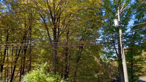 Utility Pole and Power Lines with Leaves Slightly Blowing Wide Shot Stock Footage 347407623