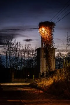 Utility pole densely overgrown with vines illuminated by a lantern at dusk Stock-Fotos