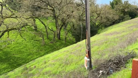 Utility Pole in Natural Setting Stock Footage 271396537