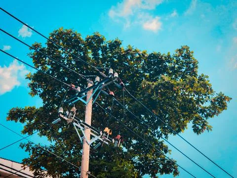 Utility pole surrounded by green tree leaves under blue sky Stock Photos