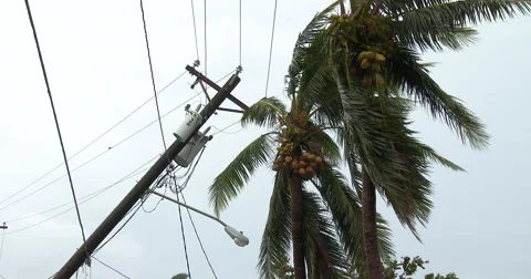 Utility Poles Knocked Down By Hurricane Wind Stock Footage 50920670