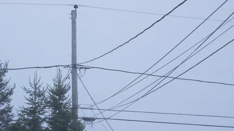 Utility power line in windy winter day snowy with coniferous tree Vidéo 258630022
