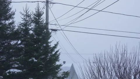 Utility power line in windy winter day snowy with coniferous tree Stock Footage 258630082