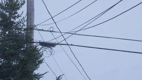 Utility power line in windy winter day snowy with coniferous tree Vidéo 258630174