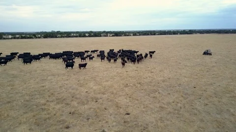 Utility task vehicle being used to shepherd a herd of cattle in a vast Stock Footage 98857047