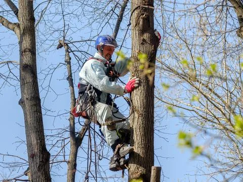 A utility worker climbs up a tree to trim branches. Stock Photos