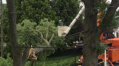 Utility Worker Cutting Tree Limbs Stock Footage 131991676